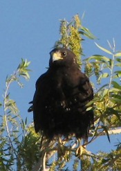 Zone-tailed Hawk